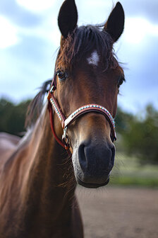 leren halster cognac rainbow