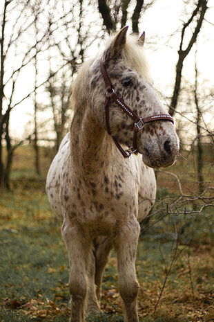 leren halster cognac rainbow