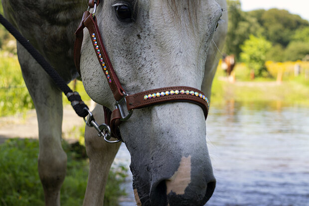 leren halster rainbow