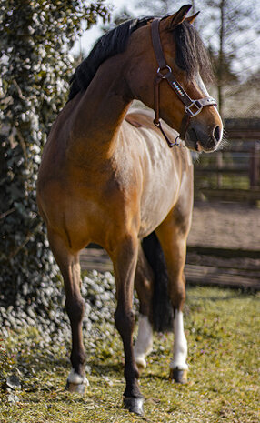 leren halster bruin rainbow