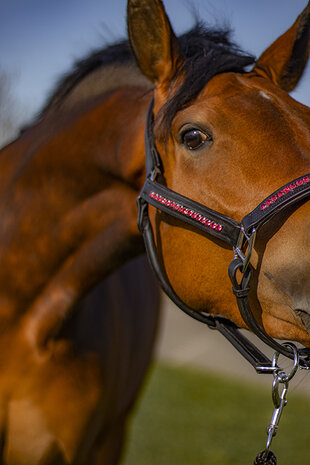 Leren halster roze